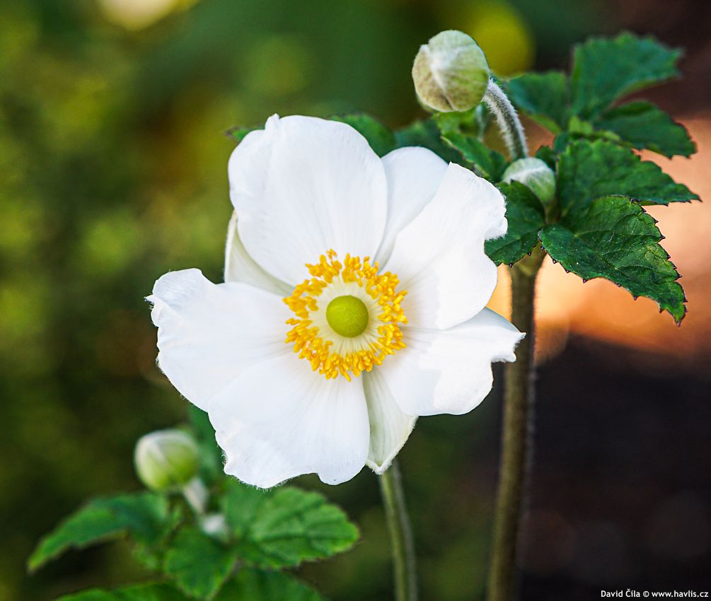 Anemone japonica Andrea Atkinson