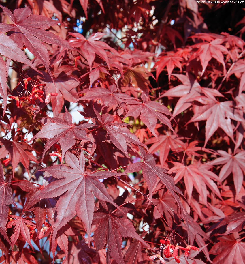 japanese maple bloodgood growth rate. japanese maple bloodgood growth rate. Japanese maple quot;BLOODGOODquot;; Japanese maple quot;BLOODGOODquot;. rovex. Apr 11, 05:52 PM