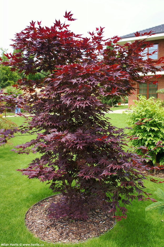 japanese maple bloodgood tree. Japanese maples are the „créme