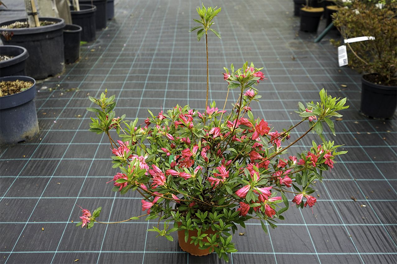 Azalea x 'ROYAL PINK' Japanese azalea - Havlis.cz