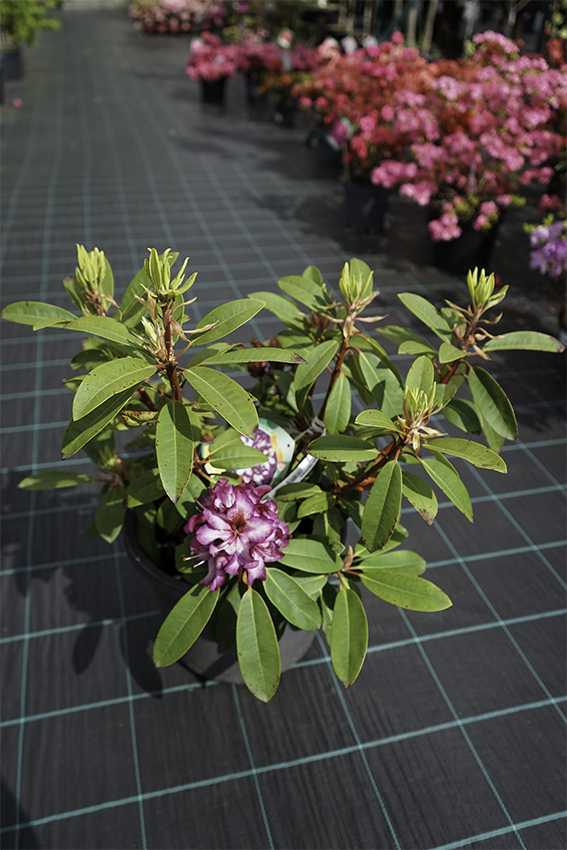Rhododendron 'HANS HACHMANN' rhododendron - Havlis.cz