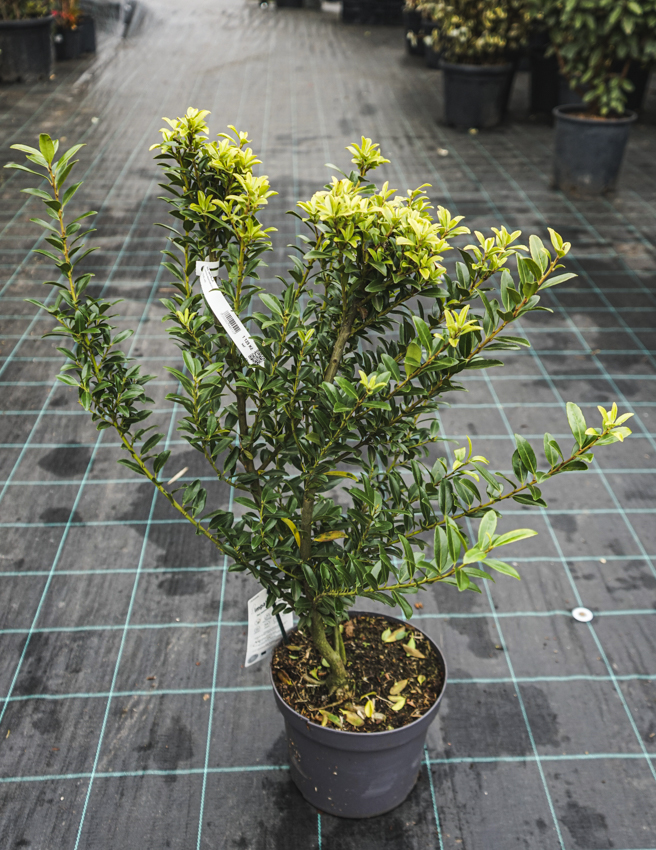 Ilex (maximowicziana var.kanehirae) IMPALA® Japanese holly - Havlis.cz