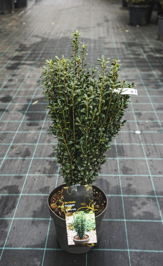 Ilex Crenata FASTIGIATA Japanese Holly Box leaved Pencil shaped Ilex Crenata FASTIGIATA Japanese Holly Box leaved Pencil shaped