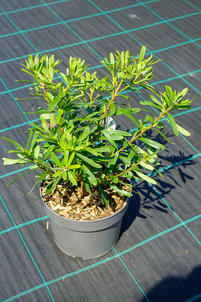 Daphne x transatlantica 'Blapink' PINK FRAGRANCE™ daphne - Havlis.cz