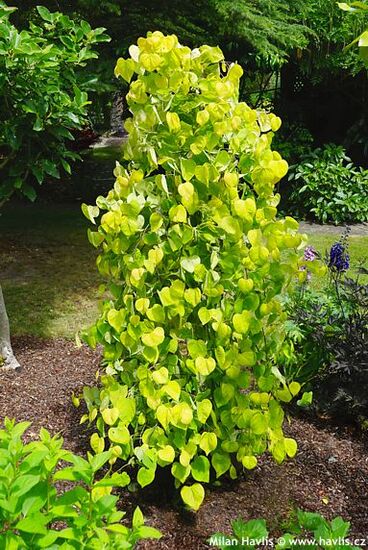 Cercis canadensis NC2015-12 GOLDEN FALLS