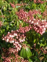 pieris Rosalinda