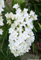Hortenzie dubolist  - HOVARIA QUERCIFOLIA