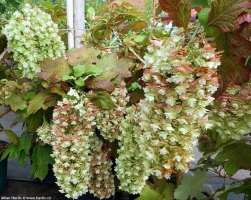 Hortenzie dubolist  - Snowflake