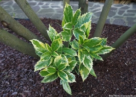 Sulphurea Marginata