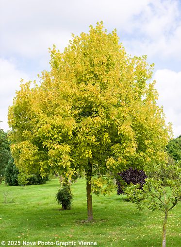 Acer negundo 'WINTER LIGHNING'