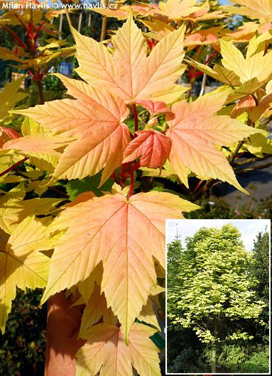Acer pseudoplatanus 'BRILLIANTISSIMUM'