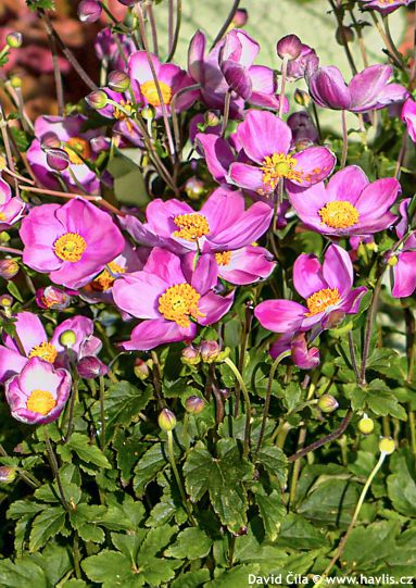 Anemone hupehensis FANTASY™ 'Cinderella'