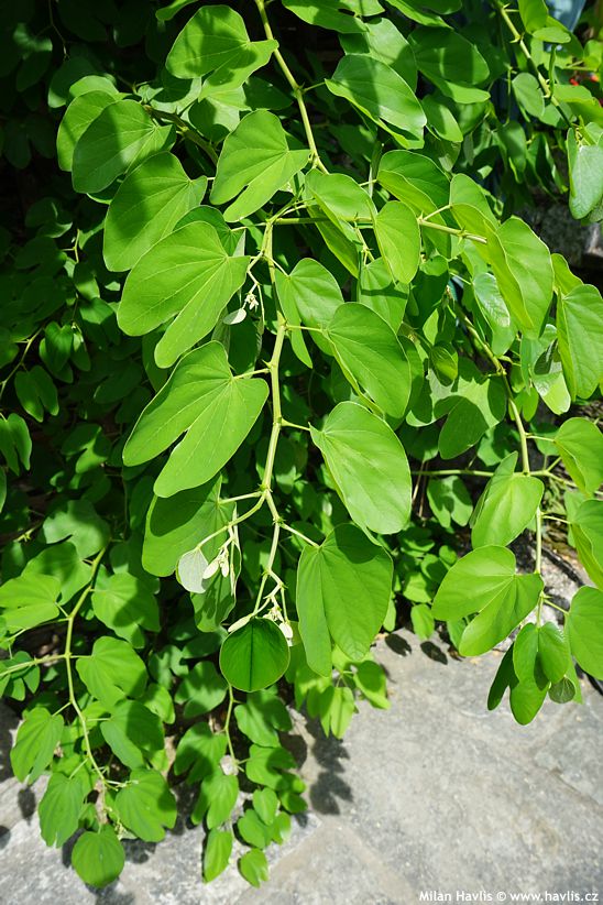 Bauhinia forficata