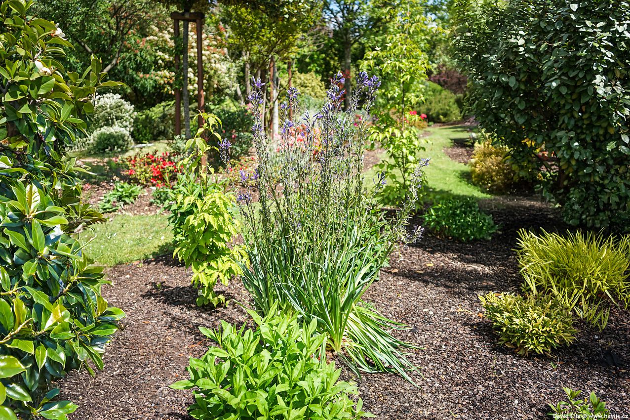 Camassia leichtlinii Caerulea