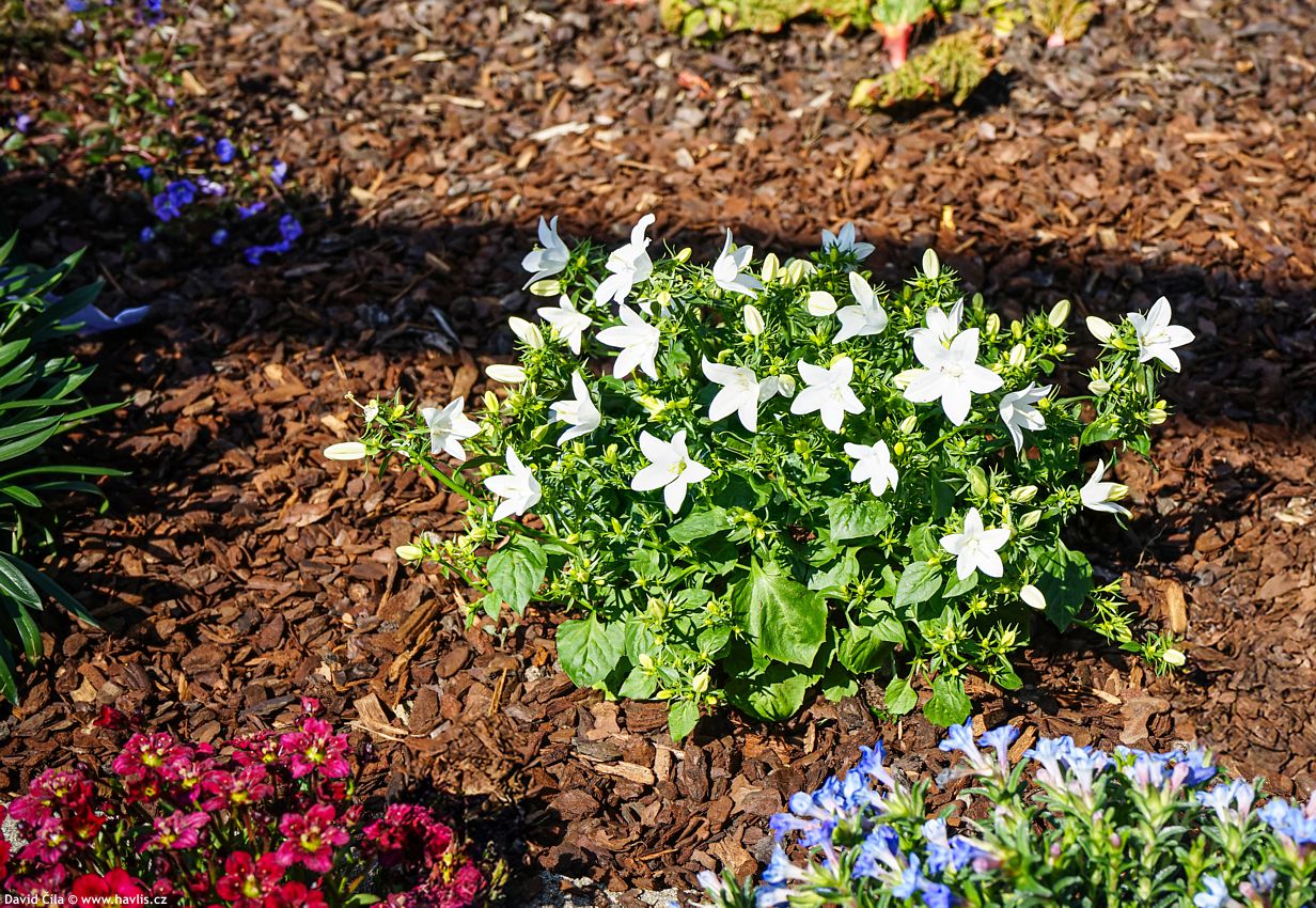 Campanula carpatica White Star
