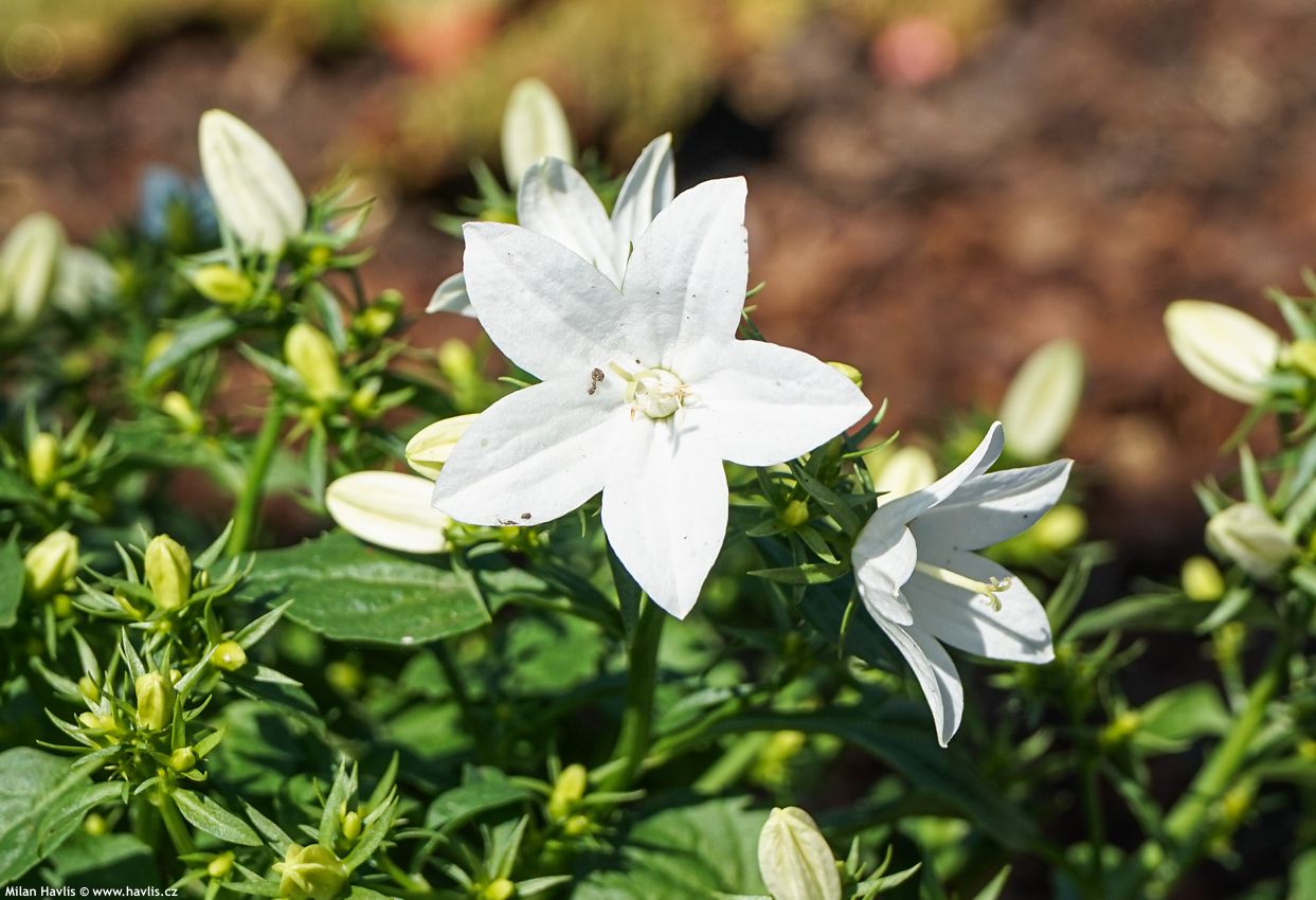 Campanula carpatica White Star
