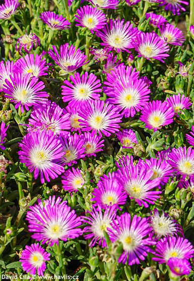 Delosperma cooperi