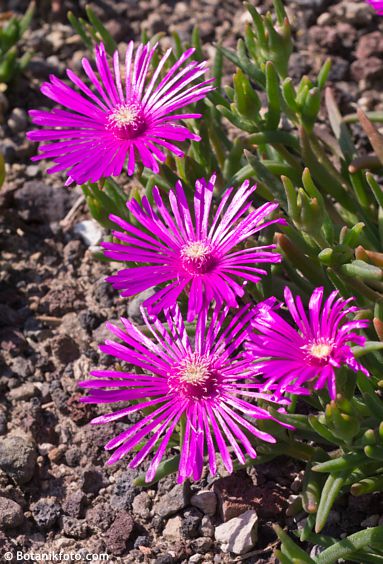 Delosperma cooperi