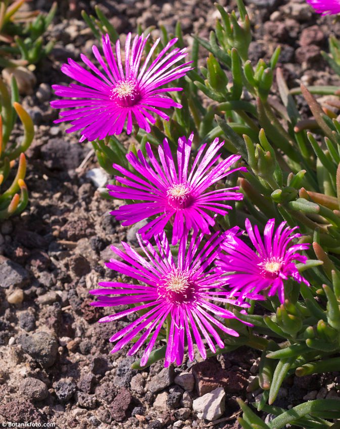 Delosperma cooperi BOT.jpg