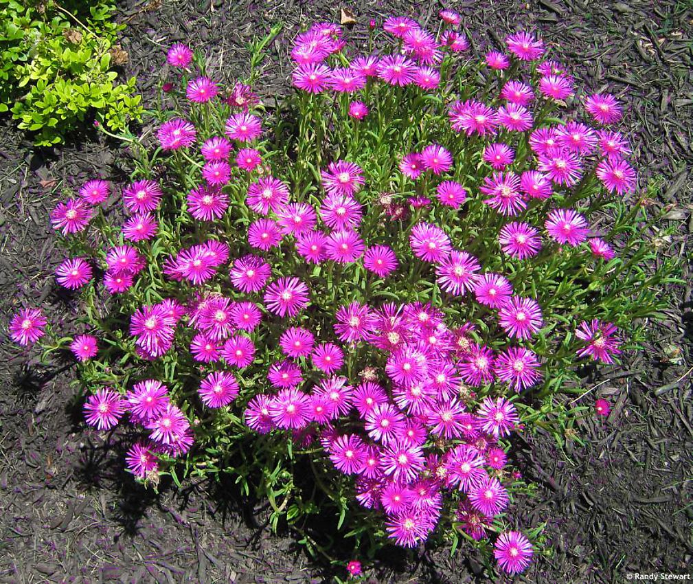 Delosperma cooperi RANDY 1.jpg