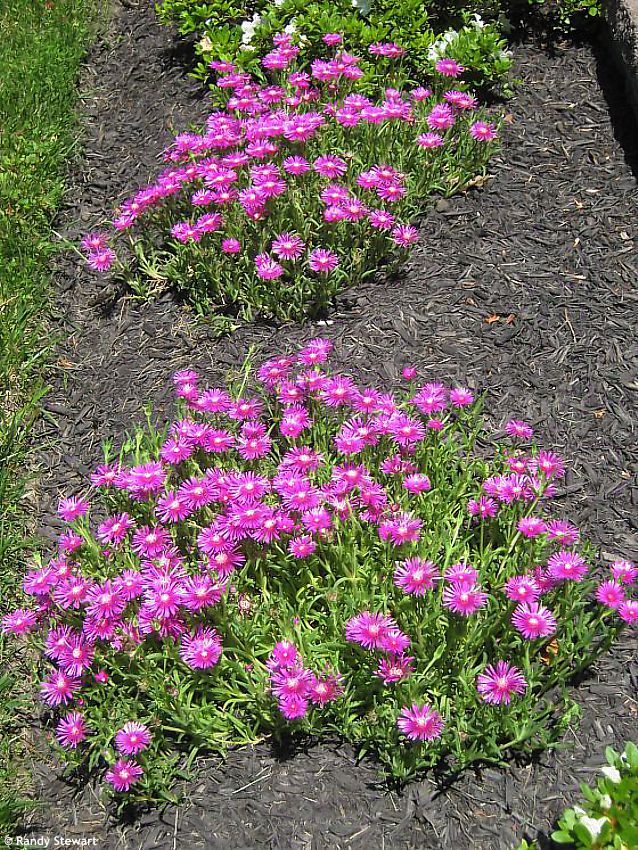 Delosperma cooperi RANDY 2.jpg
