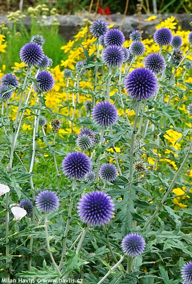 Echinops ritro