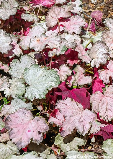 Heuchera 'PINKY PANKY'