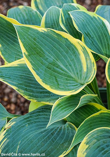Hosta 'QUEEN JOSEPHINE'
