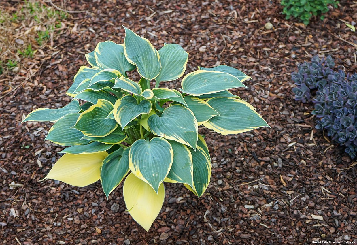 Hosta Queen Josephine
