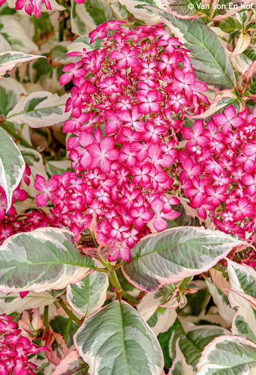 Hydrangea serrata 'Gotemba Nishiki' EUPHORIA PINK