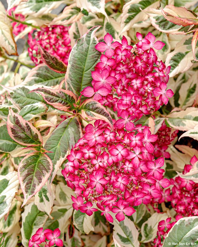 Hydrangea serratifolia Euphoria Pink