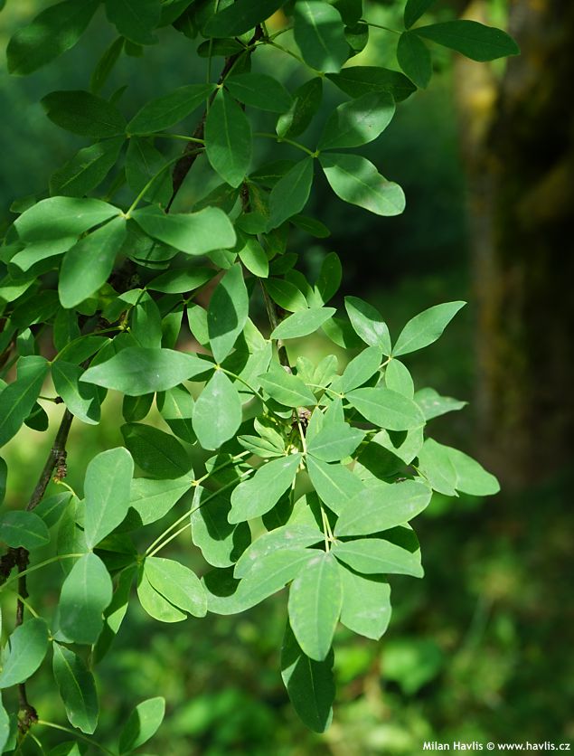 Laburnocytisus adamii
