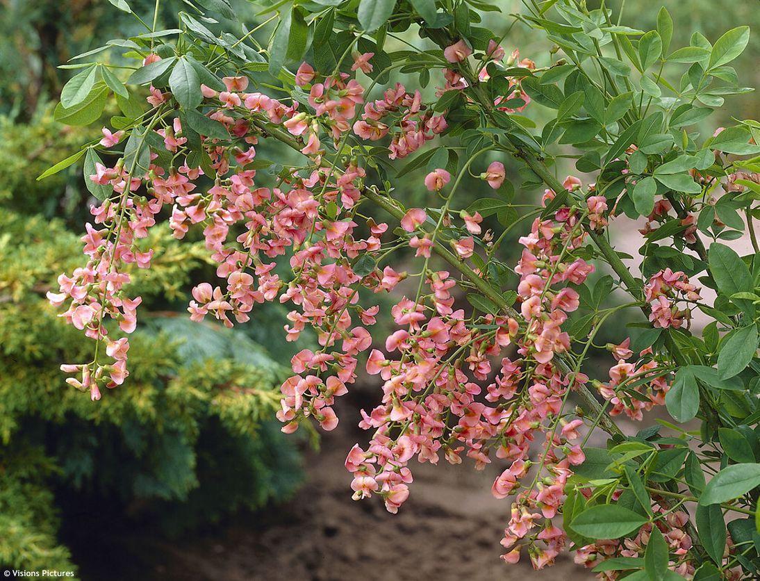 Laburnocytisus adamii