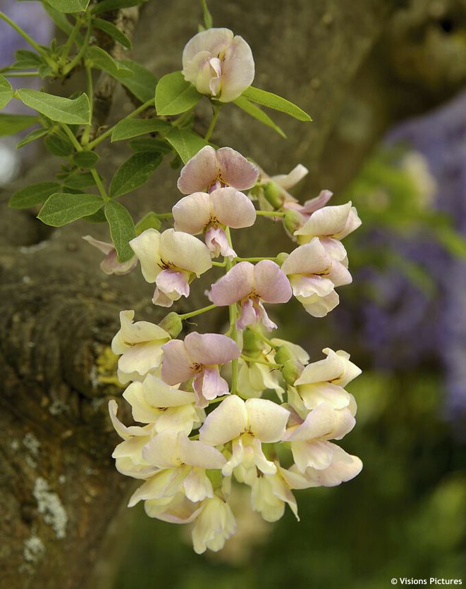 Laburnocytisus adamii