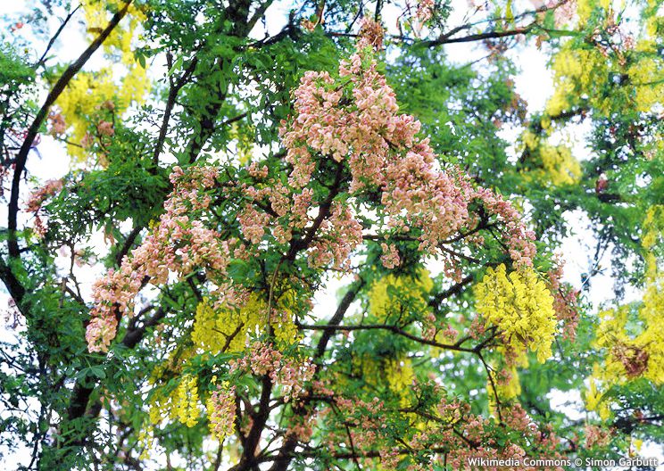 Laburnocytisus adamii