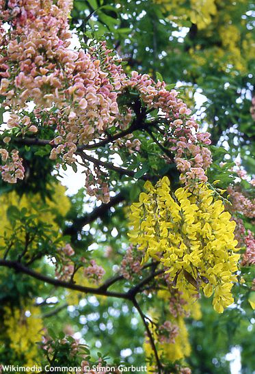 Laburnocytisus adamii