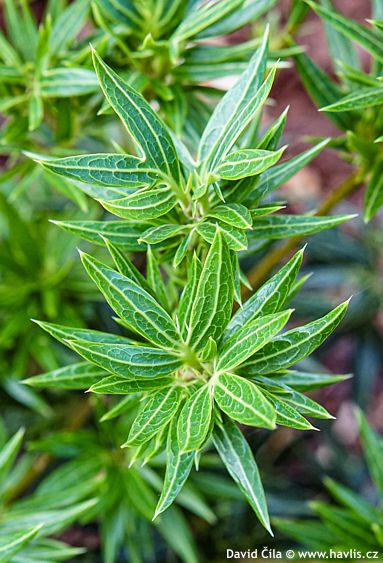 Osmanthus heterophyllus 'SASABA'
