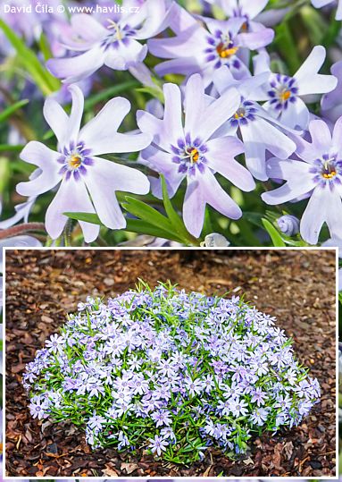 Phlox 'Flophfabdc� FABULOUS� BLUE DARK CENTRE