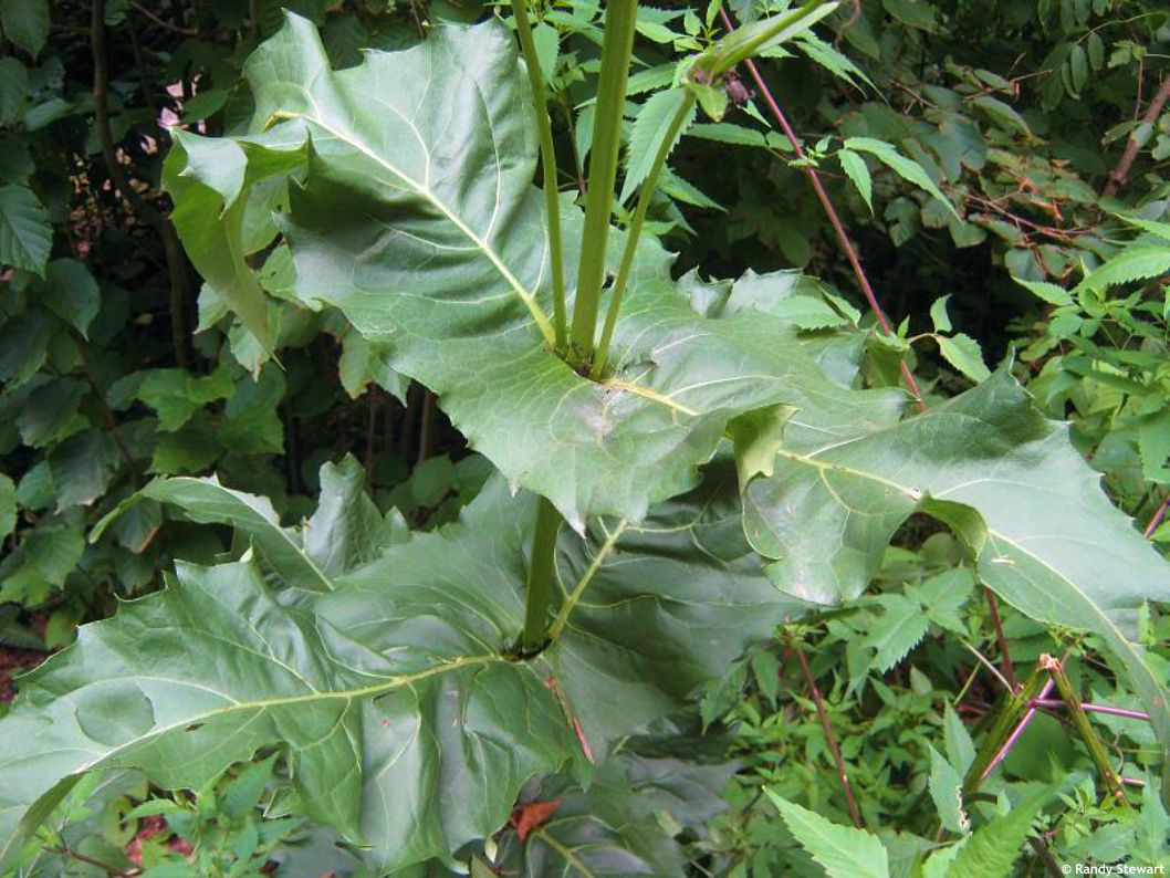 Silphium perfoliatum RANDY 2.jpg