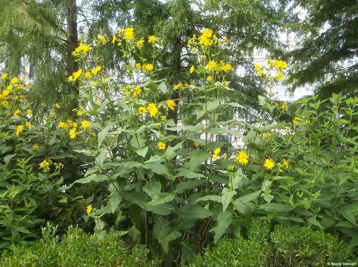 Silphium perfoliatum RANDY 3.jpg