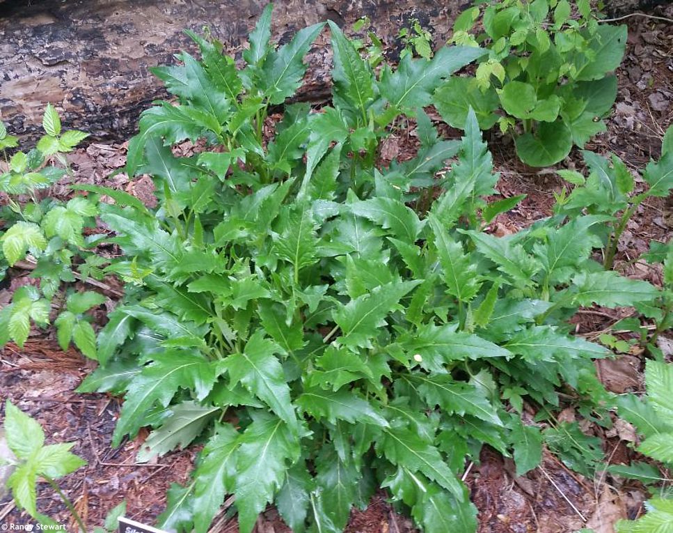 Silphium perfoliatum RANDY 4.jpg