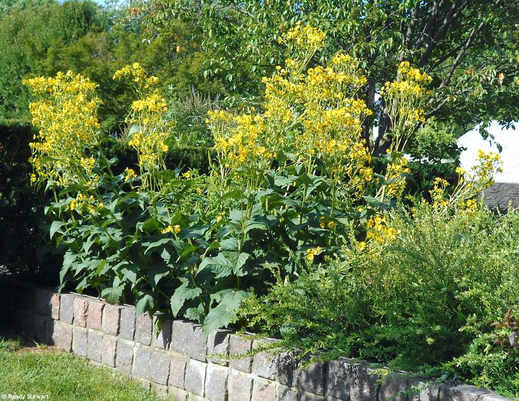 Silphium perfoliatum RANDY 5.jpg