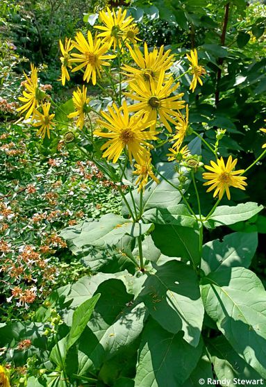 Silphium perfoliatum 