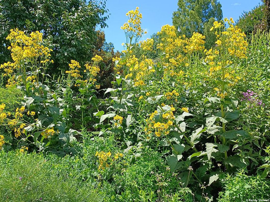 Silphium perfoliatum RANDY 7.jpg