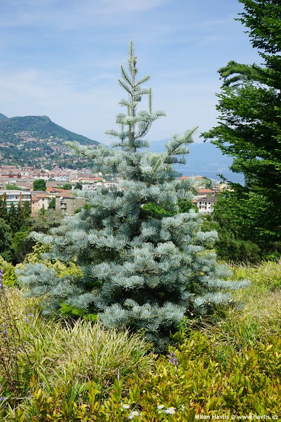 abies concolor Argentea