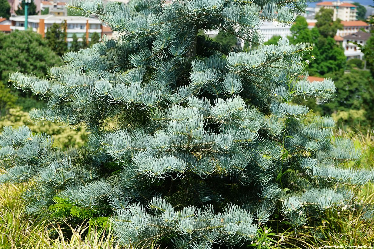 abies concolor Argentea