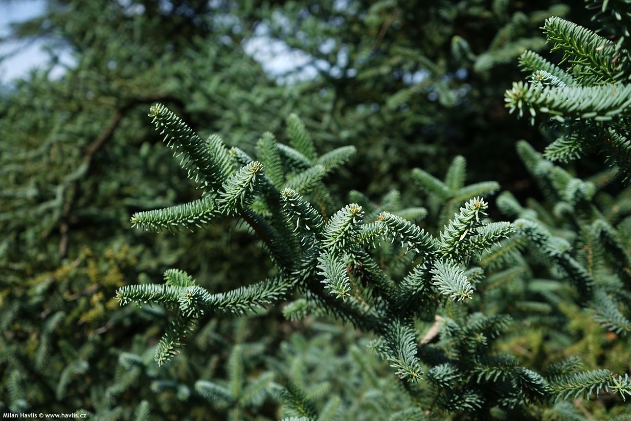 abies pinsapo
