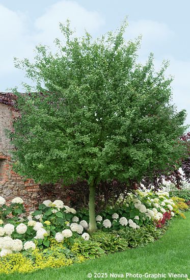 Acer campestre 'ELSRIJK'