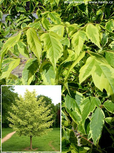 Acer negundo 'AUREOMARGINATUM'