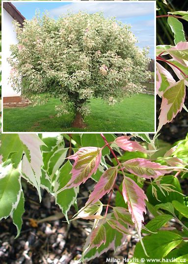 Acer negundo 'FLAMINGO'